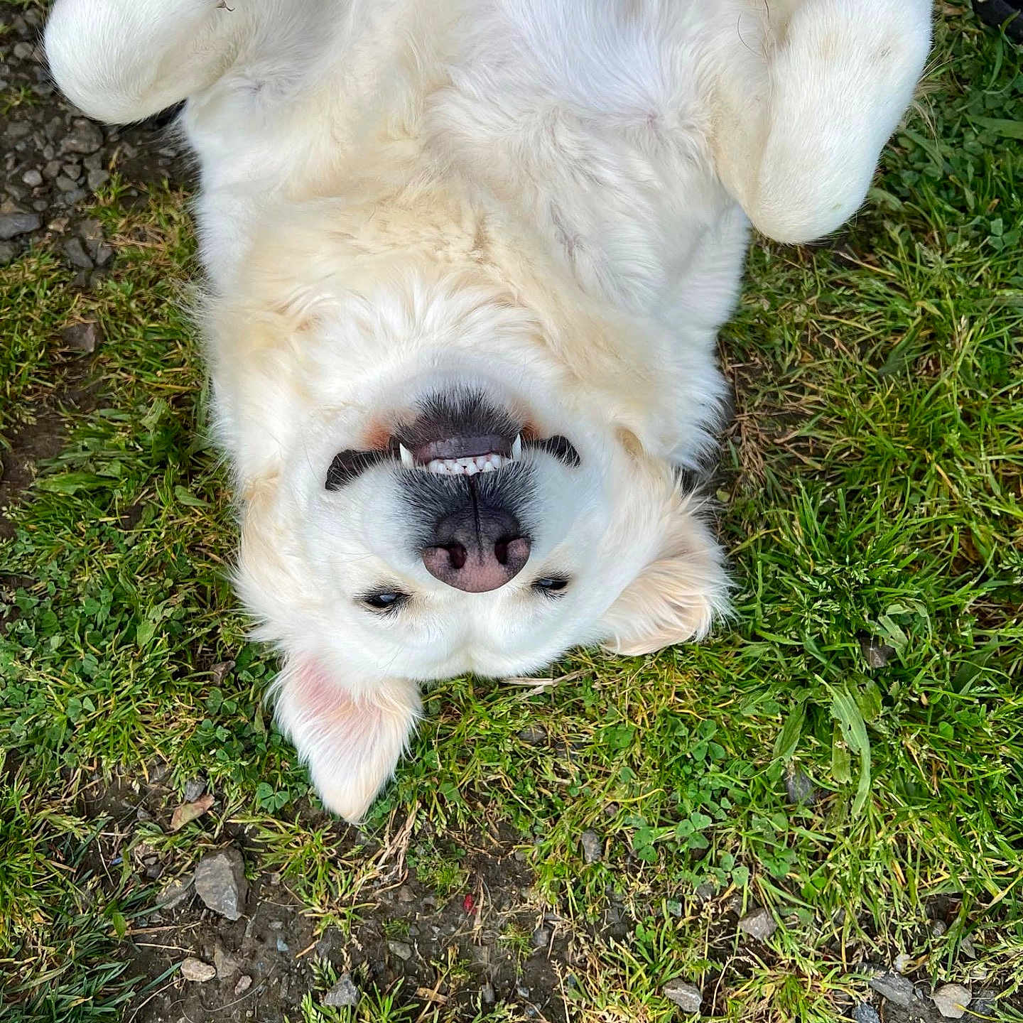 Nala