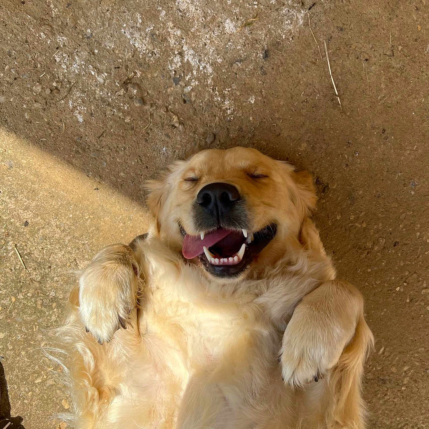 Naya a rejoint le concours — aidez-le/la à gagner de superbes lots ! animal, ball, bodypart, canine, cockerspaniel, dog, football, goldenretriever, grass, mouth, person, pet, plant, puppy, rock, soccer, soccerball, sport, summer, teeth