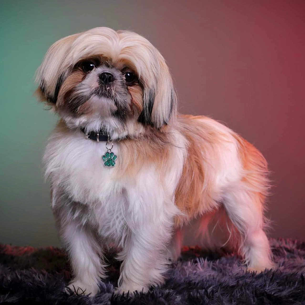 Ulysse participe au concours pour gagner de l'argent avec cette photo : adorable, animal, background, carpet, collar, companion, cute, cute_pet, dog, fluffy, fur, furry, indoor, mammal, paw_tag, pet, portrait, small_dog, standing, studio_lighting