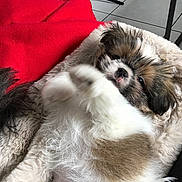 Ulysse a rejoint le concours — aidez-le/la à gagner de superbes lots ! blanket, cozy, cute, dog, ear, fluffy, fur, indoor, lying_down, nose, paw, pet, playful, puppy, red_fabric, resting, small_dog, soft_texture, tail, tile_floor