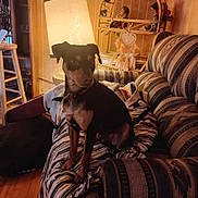 Hansel joined the competition — help win amazing prizes! blanket, brown_dog, couch, cozy_room, decor, dog, doll, dreamcatcher, furniture, home_interior, indoor, lamp, patterned_couch, seated_dog, shelf, small_dog, striped_blanket, warm_lighting, wooden_floor, wooden_stool