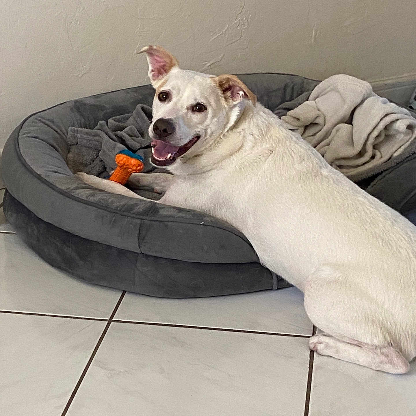 Ghost participe au concours pour gagner de l'argent avec cette photo : dog, white_dog, pet, animal, smiling, dog_bed, toy, orange_toy, floor, tile_floor, indoor, cozy, relaxed, happy, looking_at_camera, ears_up, blanket, gray_bed, domestic, companion