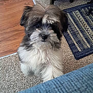 Molly joined the competition — help win amazing prizes! puppy, dog, fluffy, cute, pet, indoor, carpet, rug, wooden_floor, fur, looking_up, small_dog, black_and_white, adorable, animal, young_dog, companion, domestic, playful, curious