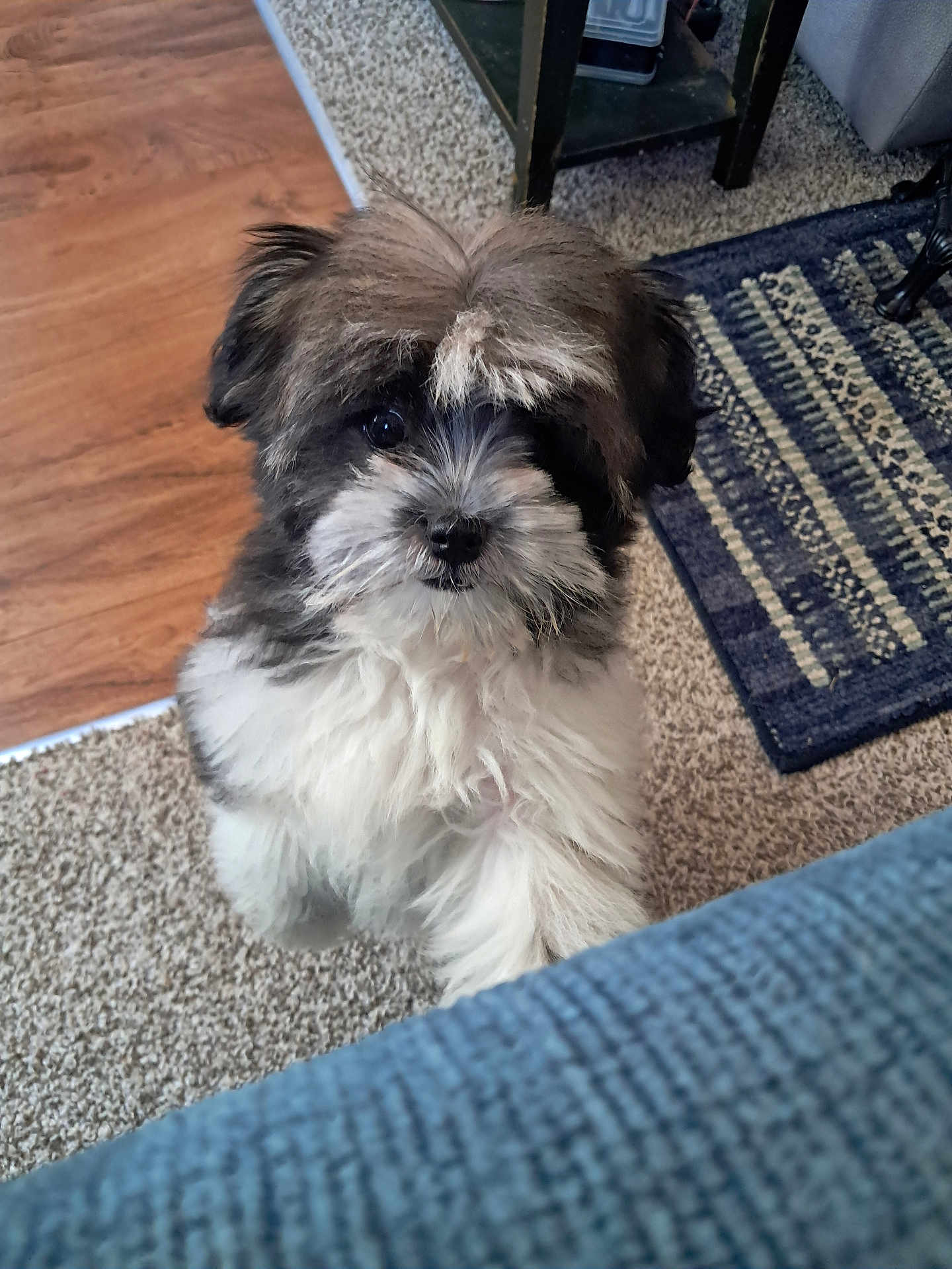 Molly