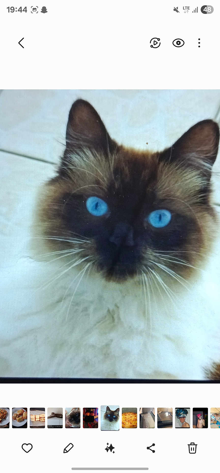 Saphire participe au concours pour gagner de l'argent avec cette photo : cat, blue_eyes, fluffy, close_up, furry, pet, animal, face, ears, whiskers, portrait, indoor, light_background, domestic_cat, feline, cute, mammal, looking_at_camera, screen_photo, blurry