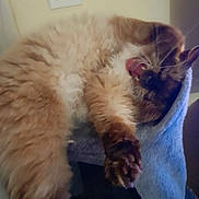 Saphire participe au concours pour gagner de l'argent avec cette photo : cat, fluffy, indoor, pet, yawning, furry, relaxed, animal, perch, blue, cozy, whiskers, paw, claws, sleepy, mammal, cute, domestic, feline, resting