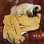 Saphire participe au concours pour gagner de l'argent avec cette photo : cat, siamese_cat, sleeping, blanket, leather_chair, brown, cozy, indoor, pet, fur, resting, feline, comfort, home, armchair, tile_floor, relaxation, cute, animal, nap