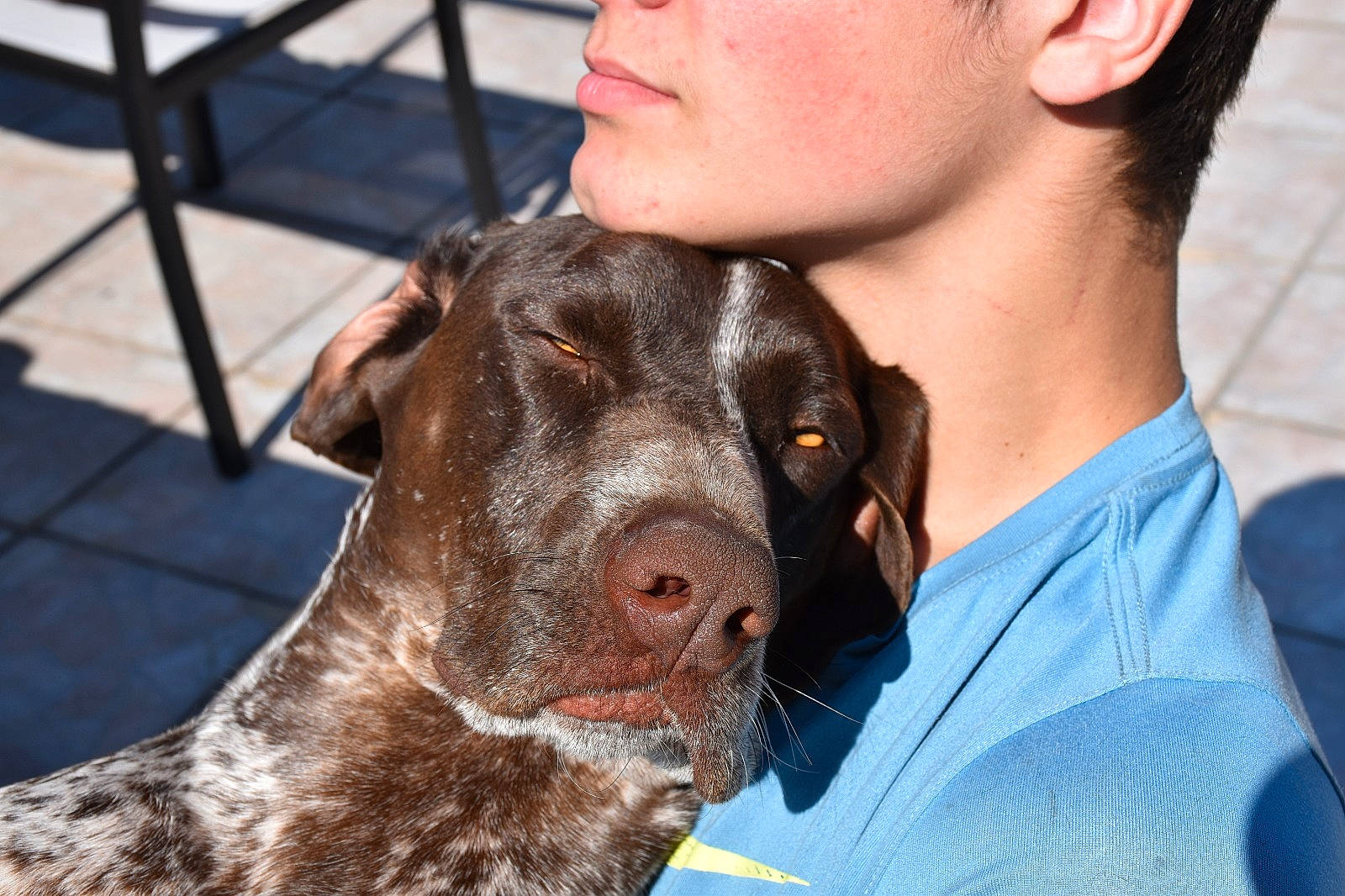 Oki a rejoint le concours — aidez-le/la à gagner de superbes lots ! braque_francais, canidae, carnivore, dog, dog_breed, ear, german_longhaired_pointer, german_shorthaired_pointer, hunting_dog, liver, mammal, neck, old_danish_pointer, pachon_navarro, pointer, pointing_breed, small_munsterlander, snout, sporting_group, vertebrate