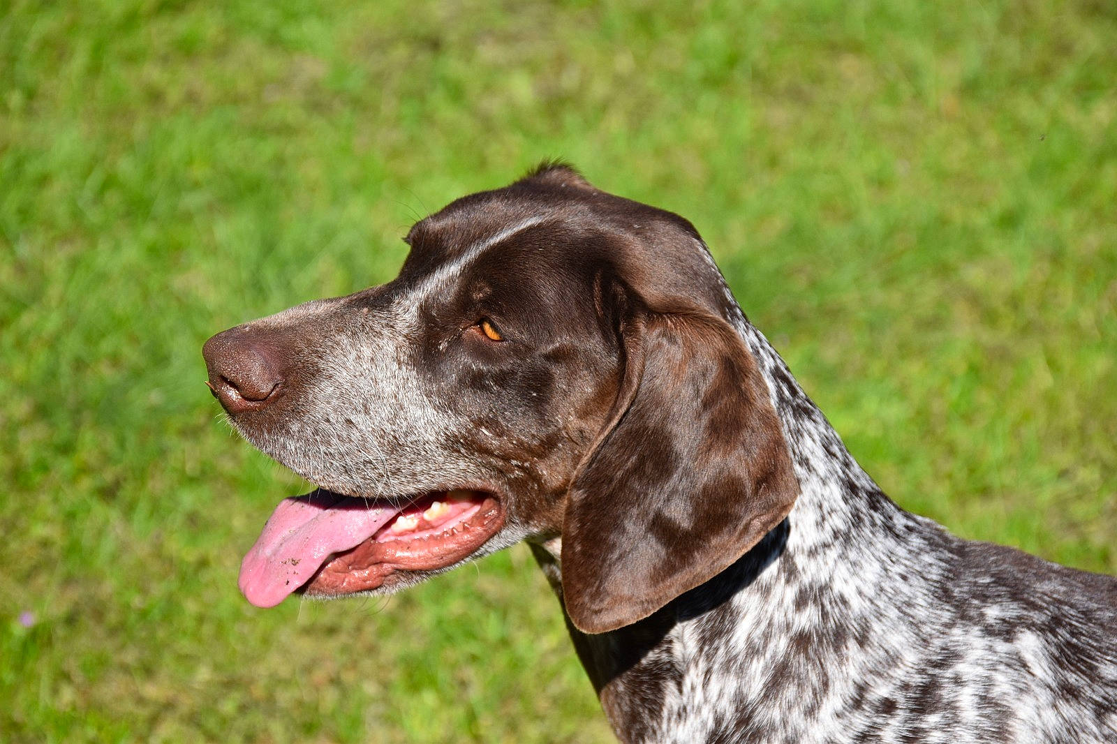 Oki participe au concours pour gagner de l'argent avec cette photo : braque_dauvergne, braque_du_bourbonnais, braque_francais, canidae, carnivore, dog, dog_breed, german_longhaired_pointer, german_shorthaired_pointer, hunting_dog, liver, mammal, old_danish_pointer, pointer, pointing_breed, rare_breed_dog, snout, sporting_group, stichelhaar, vertebrate