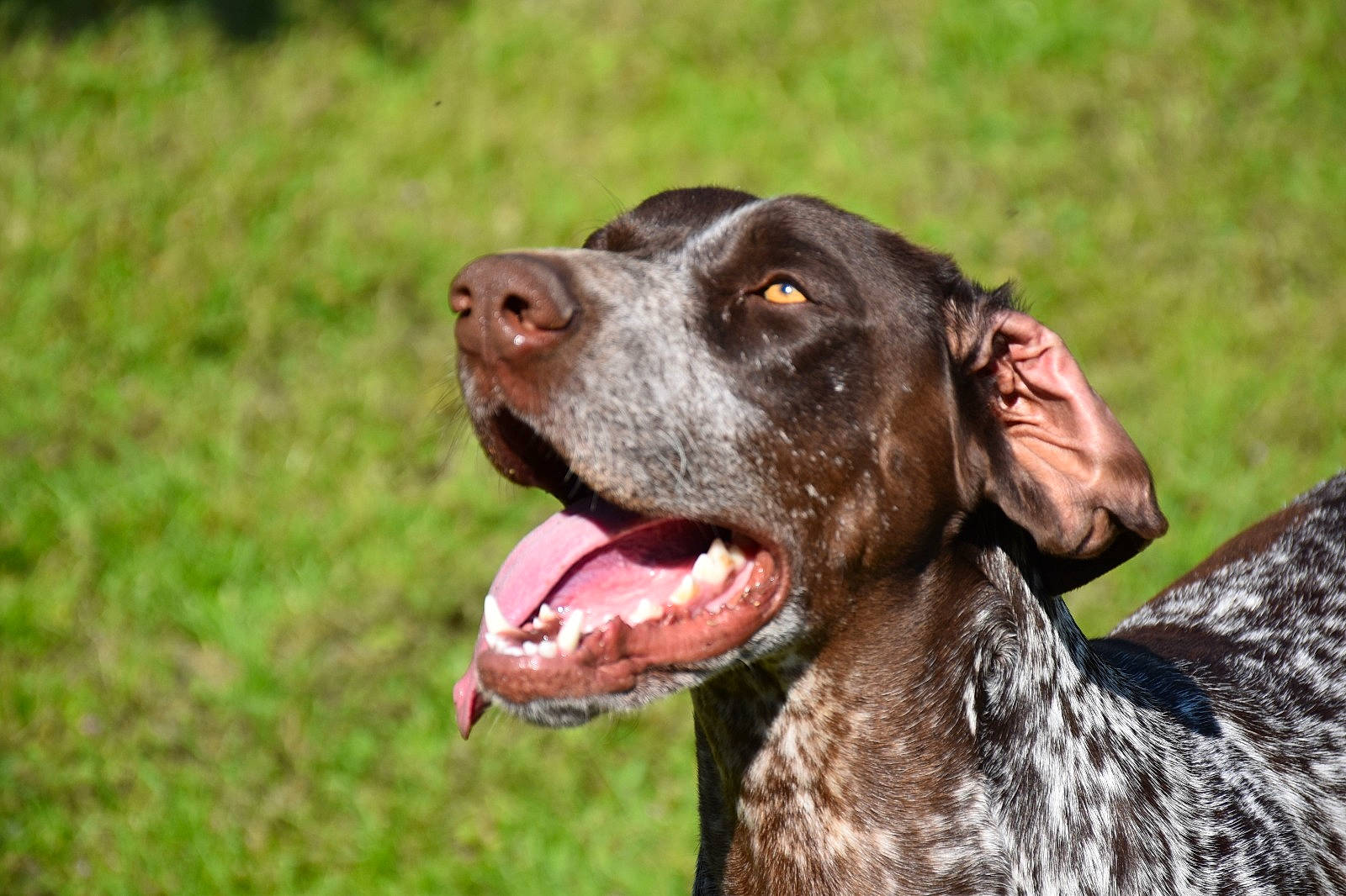 Oki participe au concours pour gagner de l'argent avec cette photo : braque_dauvergne, braque_francais, canidae, carnivore, dog, dog_breed, german_longhaired_pointer, german_shorthaired_pointer, hunting_dog, liver, mammal, old_danish_pointer, picardy_spaniel, pointer, pointing_breed, rare_breed_dog, small_munsterlander, snout, sporting_group, vertebrate