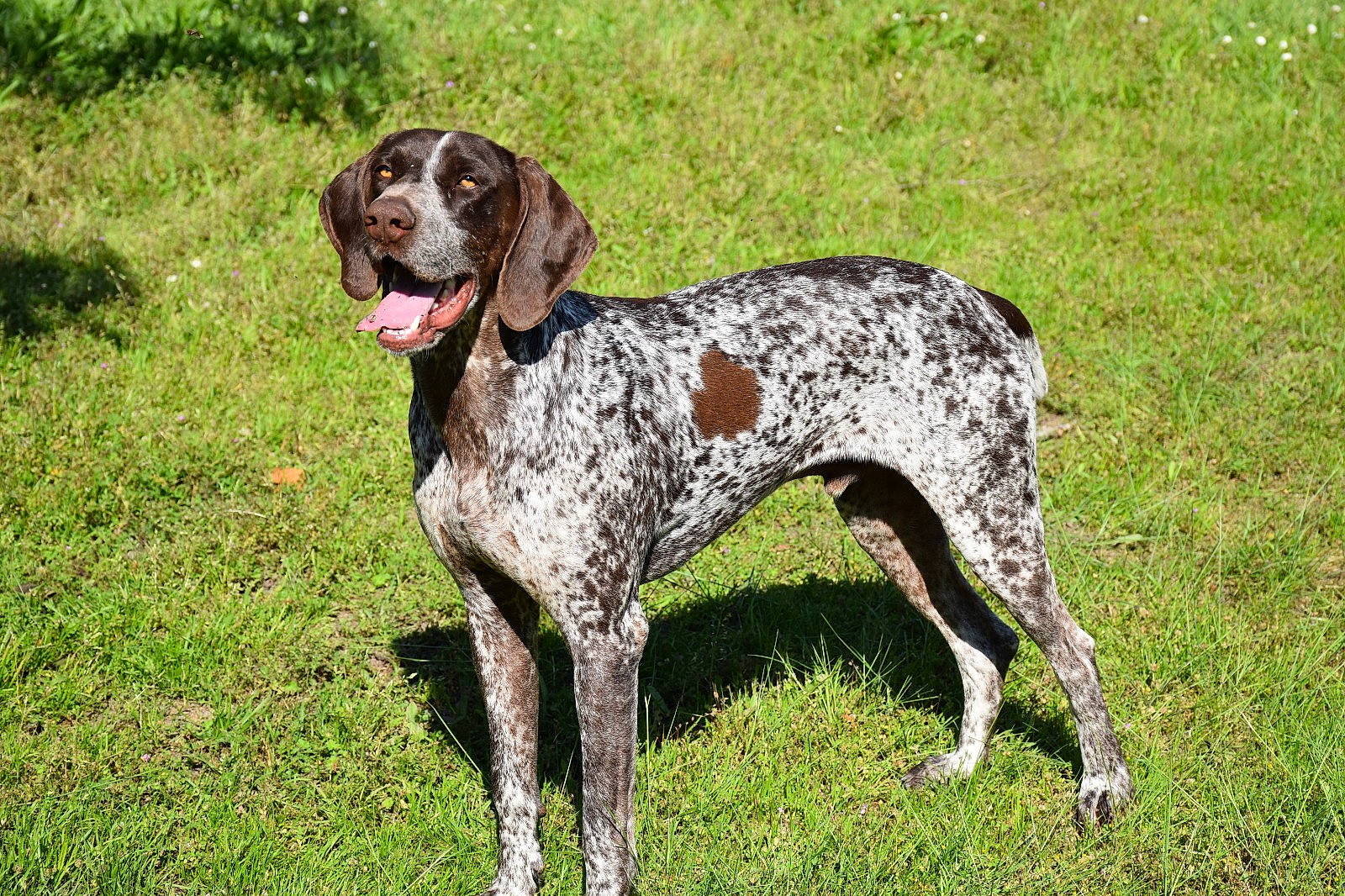 Oki a rejoint le concours — aidez-le/la à gagner de superbes lots ! braque_dauvergne, braque_du_bourbonnais, braque_francais, canidae, carnivore, dog, dog_breed, german_longhaired_pointer, german_shorthaired_pointer, grand_bleu_de_gascogne, hunting_dog, mammal, old_danish_pointer, pointer, pointing_breed, rare_breed_dog, sporting_group, vertebrate