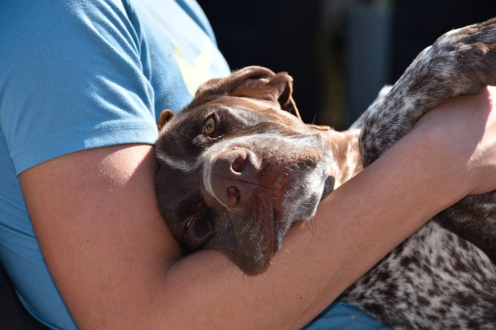 Oki a rejoint le concours — aidez-le/la à gagner de superbes lots ! braque_francais, canidae, carnivore, dog, dog_breed, german_shorthaired_pointer, mammal, pointer, pointing_breed, snout, sporting_group, vertebrate, weimaraner