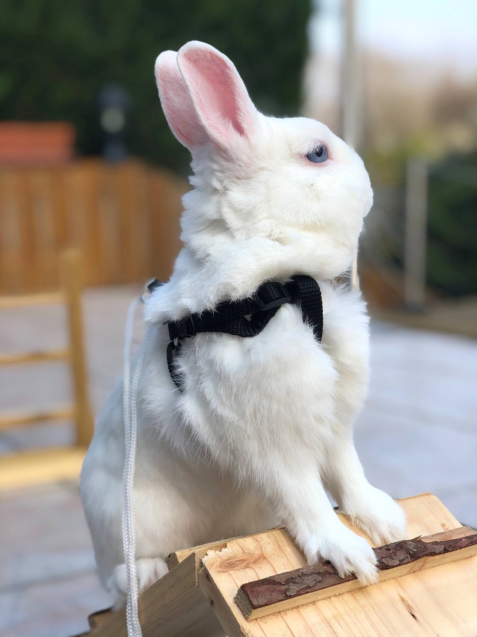 Phoenix participe au concours pour gagner de l'argent avec cette photo : domestic_rabbit, ear, hare, mammal, rabbit, rabbits_and_hares, snout, tail, whiskers