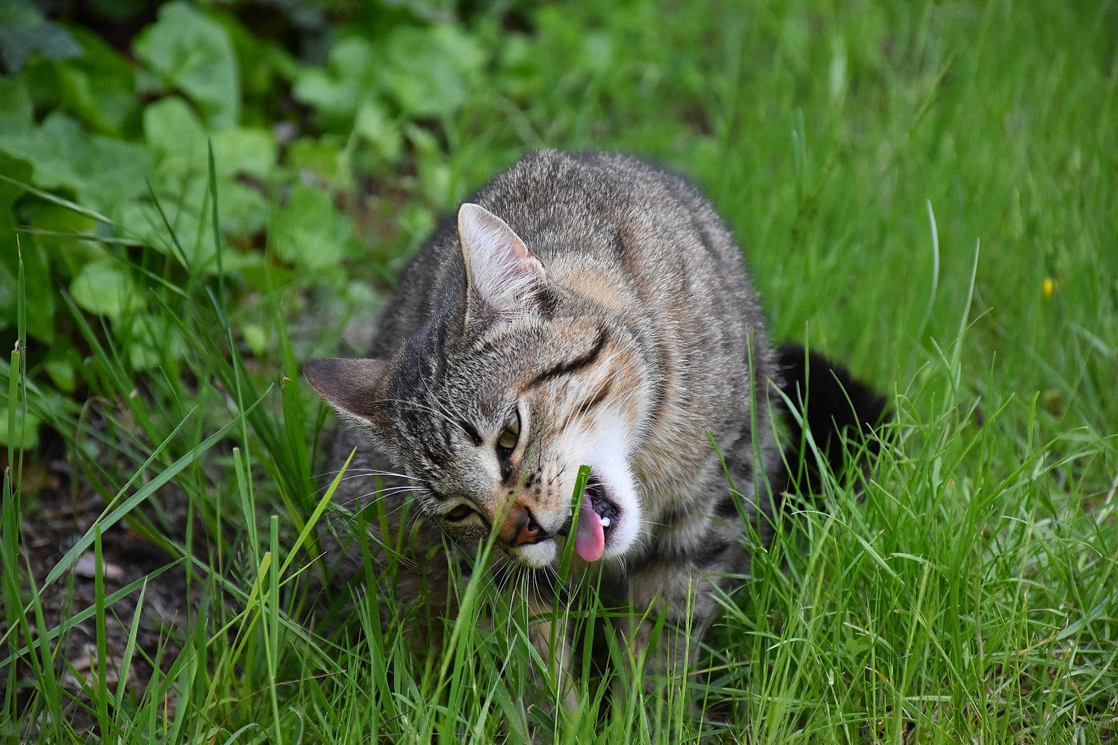 Pepper participe au concours pour gagner de l'argent avec cette photo : california_spangled, carnivore, cat, domestic_short_haired_cat, dragon_li, european_shorthair, facial_expression, felidae, grass, grass_family, mammal, ocicat, pixie_bob, rusty_spotted_cat, small_to_medium_sized_cats, snout, tabby_cat, whiskers, wild_cat, wildlife