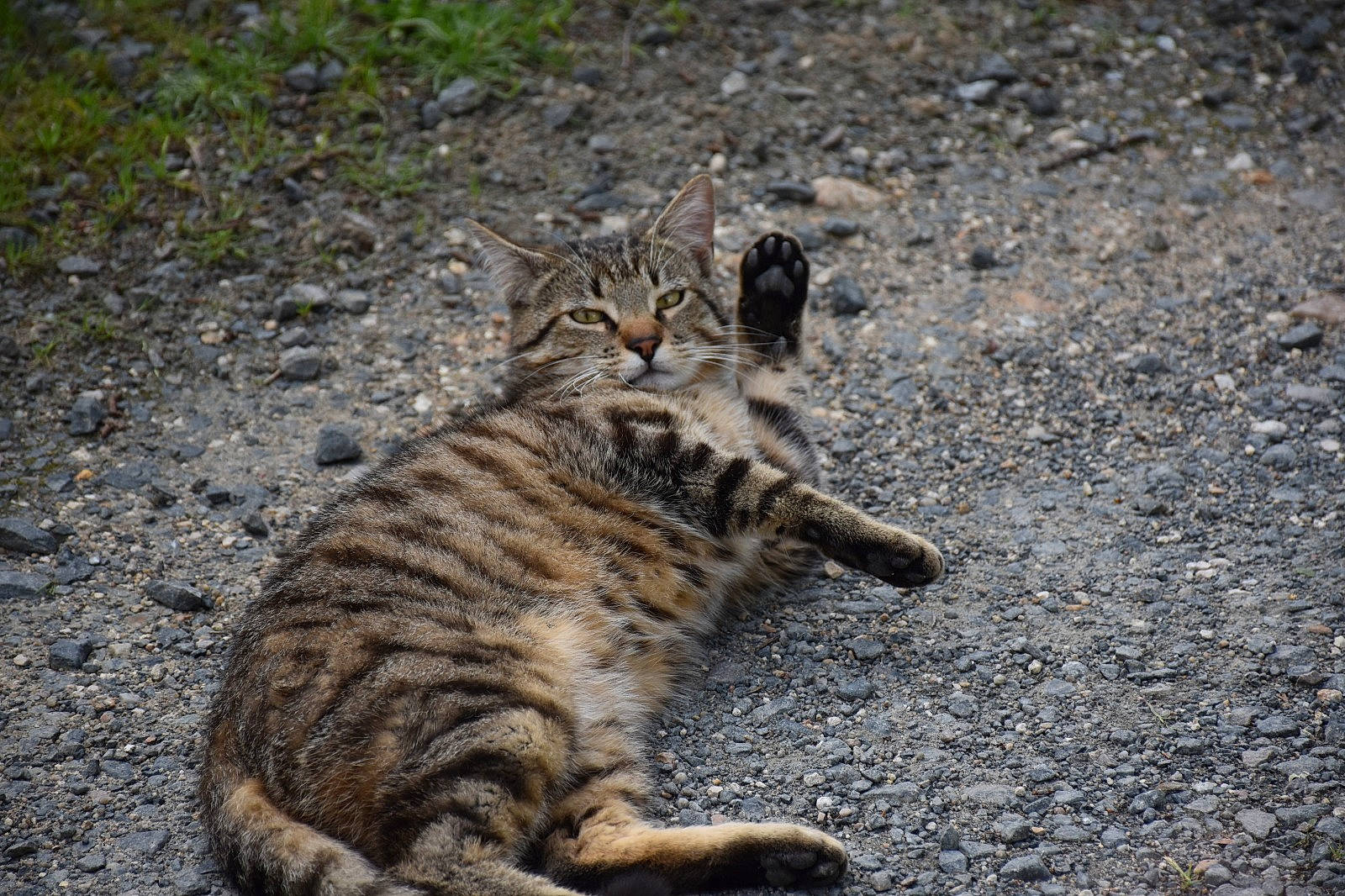 Pepper a rejoint le concours — aidez-le/la à gagner de superbes lots ! bengal, carnivore, cat, domestic_short_haired_cat, dragon_li, european_shorthair, felidae, mammal, rusty_spotted_cat, small_to_medium_sized_cats, sokoke, tabby_cat, terrestrial_animal, toyger, vertebrate, whiskers, wild_cat, wildlife