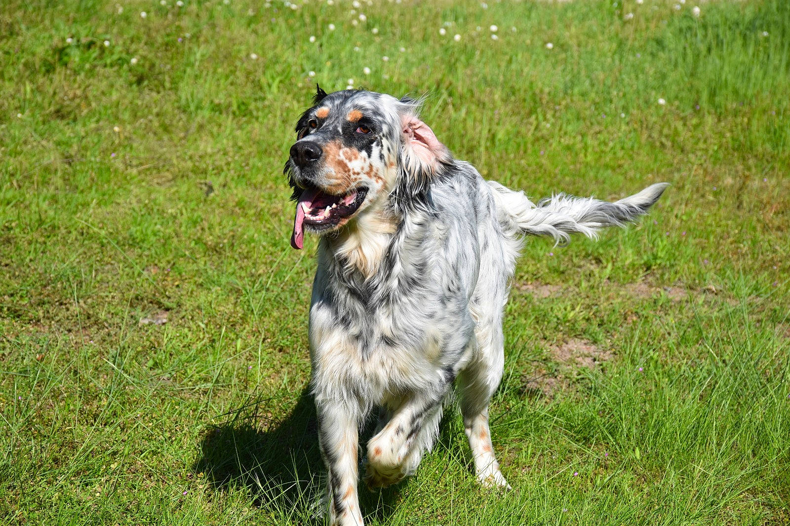 Maylie participe au concours pour gagner de l'argent avec cette photo : australian_cattle_dog, australian_shepherd, blue_picardy_spaniel, canidae, carnivore, dog, dog_breed, english_setter, german_longhaired_pointer, grand_bleu_de_gascogne, hunting_dog, koolie, large_munsterlander, louisiana_catahoula_leopard_dog, mammal, picardy_spaniel, rare_breed_dog, setter, sporting_group, vertebrate