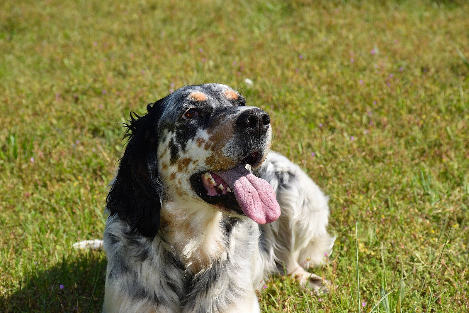 Maylie a rejoint le concours — aidez-le/la à gagner de superbes lots ! canidae, carnivore, cocker_spaniel, companion_dog, dog, dog_breed, english_cocker_spaniel, english_setter, french_spaniel, german_spaniel, gordon_setter, mammal, picardy_spaniel, rare_breed_dog, retriever, russian_spaniel, setter, spaniel, sporting_group, vertebrate