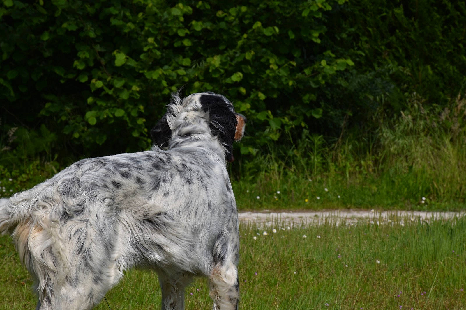 Maylie participe au concours pour gagner de l'argent avec cette photo : blue_picardy_spaniel, canidae, carnivore, dog, dog_breed, english_setter, german_longhaired_pointer, hunting_dog, large_munsterlander, mammal, picardy_spaniel, pointing_breed, retriever, setter, small_munsterlander, sporting_group, vertebrate