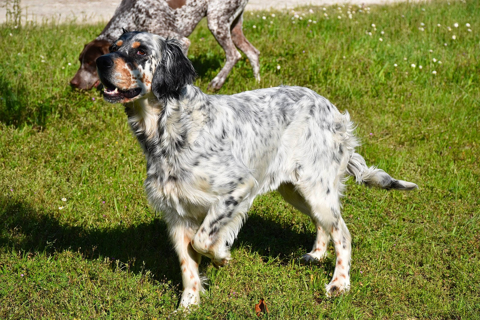Maylie a rejoint le concours — aidez-le/la à gagner de superbes lots ! blue_picardy_spaniel, canidae, carnivore, dog, dog_breed, english_setter, french_spaniel, german_longhaired_pointer, grand_bleu_de_gascogne, hunting_dog, large_munsterlander, mammal, picardy_spaniel, rare_breed_dog, retriever, russian_spaniel, setter, small_munsterlander, sporting_group, vertebrate