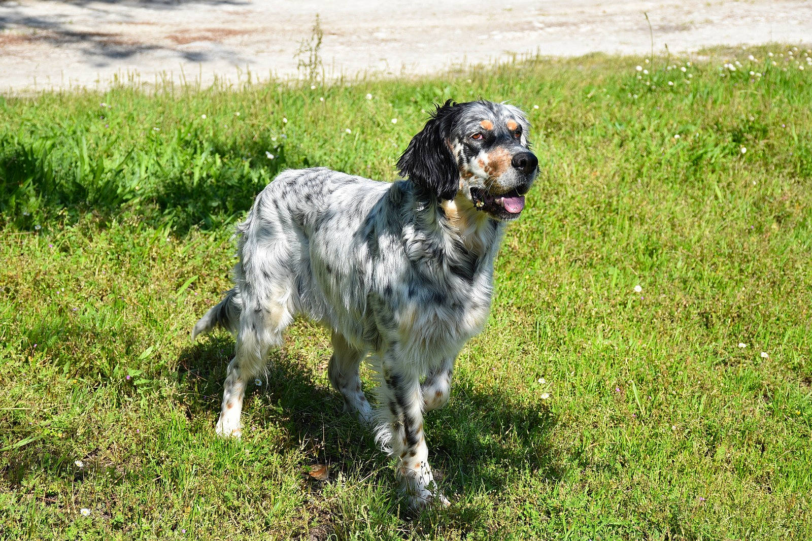 Maylie participe au concours pour gagner de l'argent avec cette photo : blue_picardy_spaniel, canidae, carnivore, cocker_spaniel, dog, dog_breed, english_setter, french_spaniel, german_longhaired_pointer, grand_bleu_de_gascogne, hunting_dog, large_munsterlander, mammal, picardy_spaniel, retriever, russian_spaniel, setter, small_munsterlander, sporting_group, vertebrate