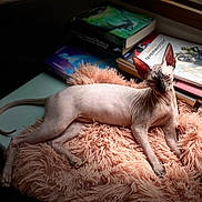 Tsuki Mascha a rejoint le concours — aidez-le/la à gagner de superbes lots ! sphynx_cat, cat, hairless_cat, pet, animal, fluffy_cushion, pink_cushion, books, book_stack, overwatch, indoor, window_light, relaxed, resting, feline, wrinkled_skin, curled_tail, paw, ears, portrait