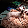 sphynx_cat, cat, hairless_cat, pet, animal, fluffy_cushion, pink_cushion, books, book_stack, overwatch, indoor, window_light, relaxed, resting, feline, wrinkled_skin, curled_tail, paw, ears, portrait