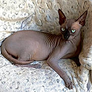 Bacchus participe au concours pour gagner de l'argent avec cette photo : sphynx_cat, cat, pet, animal, hairless, green_eyes, wrinkled_skin, lying_down, blanket, patterned_blanket, indoor, close_up, relaxed, feline, paw, ear, nose, whisker, soft_texture, domestic_animal