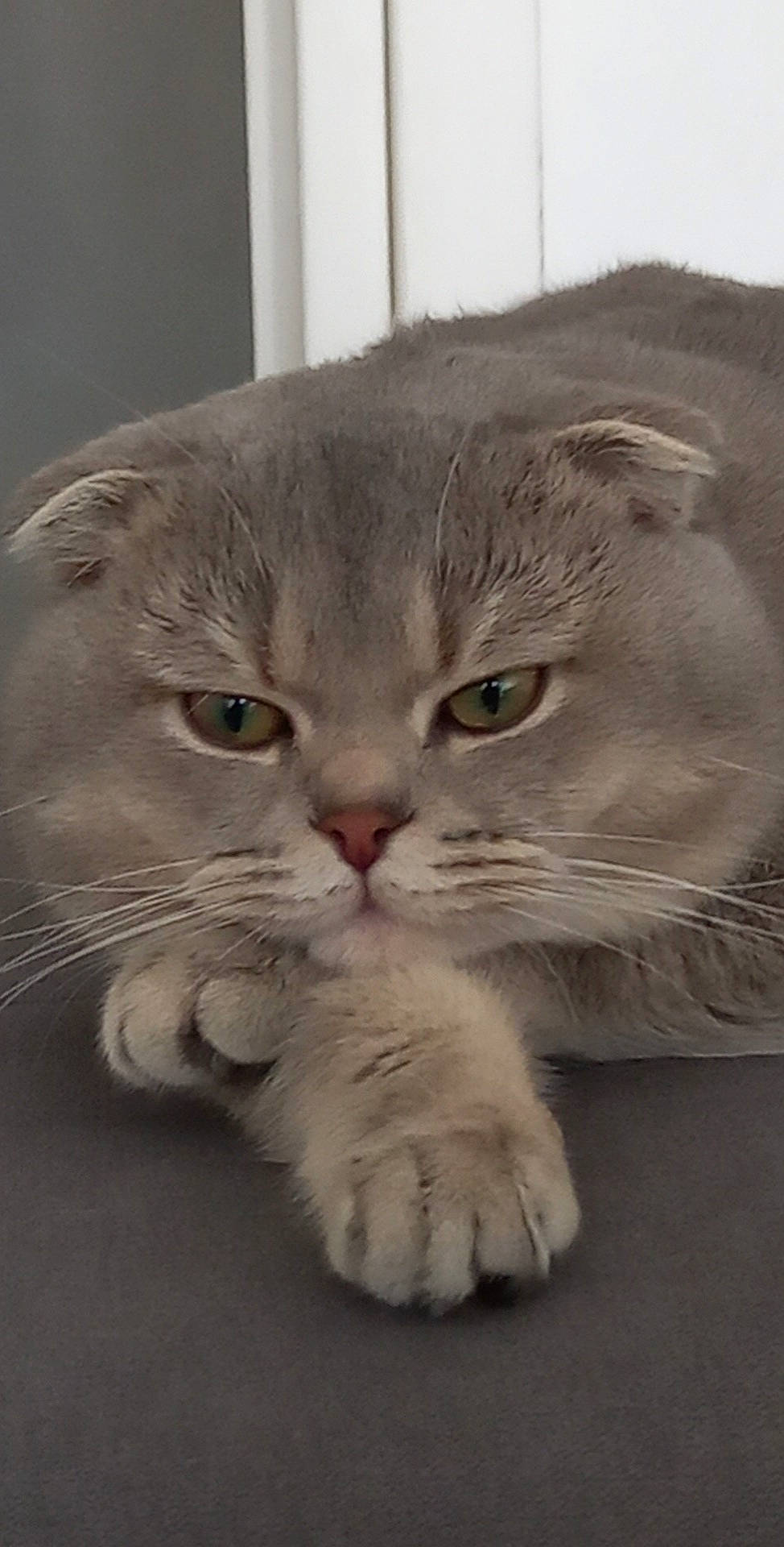 Nougat a rejoint le concours — aidez-le/la à gagner de superbes lots ! british_longhair, carnivore, cat, claw, comfort, curious, domestic_short_haired_cat, fawn, felidae, fur, paw, photo_caption, small_to_medium_sized_cats, snout, tail, whiskers, window