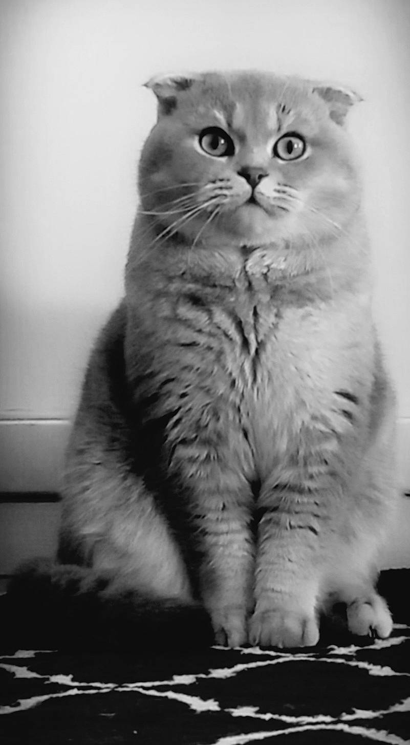 Nougat a rejoint le concours — aidez-le/la à gagner de superbes lots ! black, black_and_white, carnivore, cat, domestic_short_haired_cat, felidae, fur, grey, monochrome, monochrome_photography, paw, photography, small_to_medium_sized_cats, snout, still_life_photography, style, tail, terrestrial_animal, whiskers, white