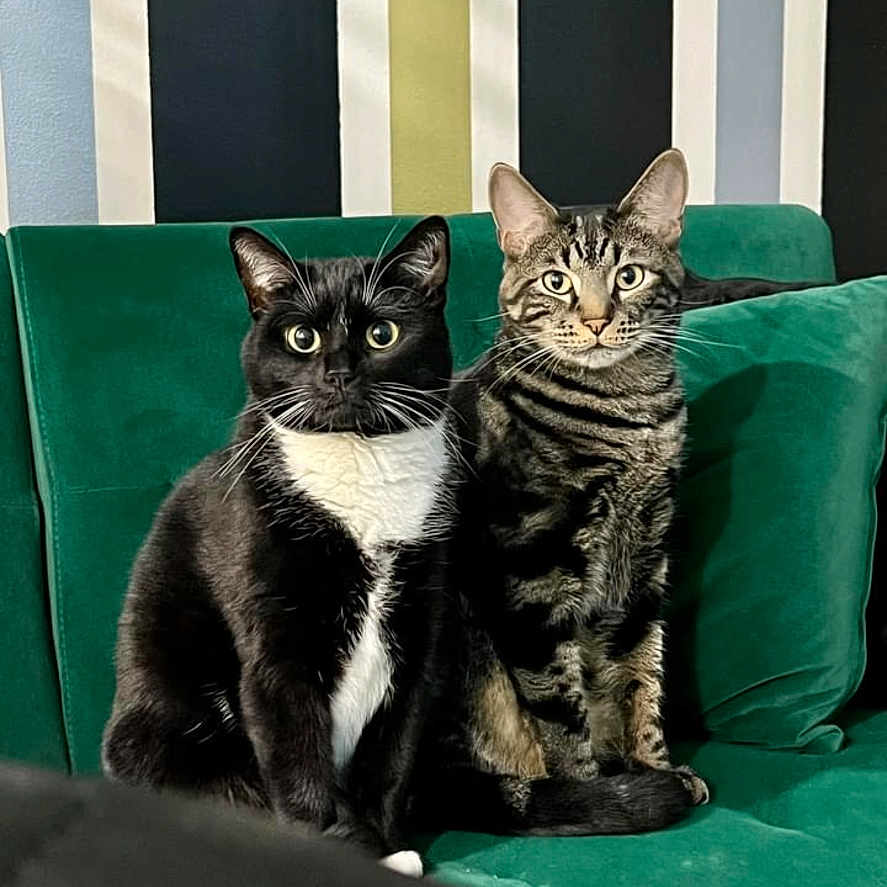 Chanel Chandler joined the competition — help win amazing prizes! abyssinian, animal, architecture, armchair, building, cat, chair, couch, cushion, den, egyptiancat, furniture, homedecor, indoors, interiordesign, kitten, livingroom, manx, pet, room