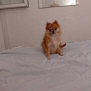 Amanda participe au concours pour gagner de l'argent avec cette photo : dog, puppy, small_dog, fluffy, orange_fur, white_fur, sitting, bed, bedroom, pet, animal, portrait, indoors, home, mirror, wall, framed_picture, cute, looking_at_camera, long_hair