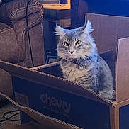 Lokie is registered to the contest to win money with this photo: cat, cat_in_box, cardboard_box, chewy_box, fluffy_cat, bow_tie, living_room, sofa, couch, lamp, side_table, carpet, indoor, pet, portrait, curious, whiskers, furniture, domestic_cat, packaging