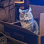 cat, cat_in_box, cardboard_box, chewy_box, fluffy_cat, bow_tie, living_room, sofa, couch, lamp, side_table, carpet, indoor, pet, portrait, curious, whiskers, furniture, domestic_cat, packaging