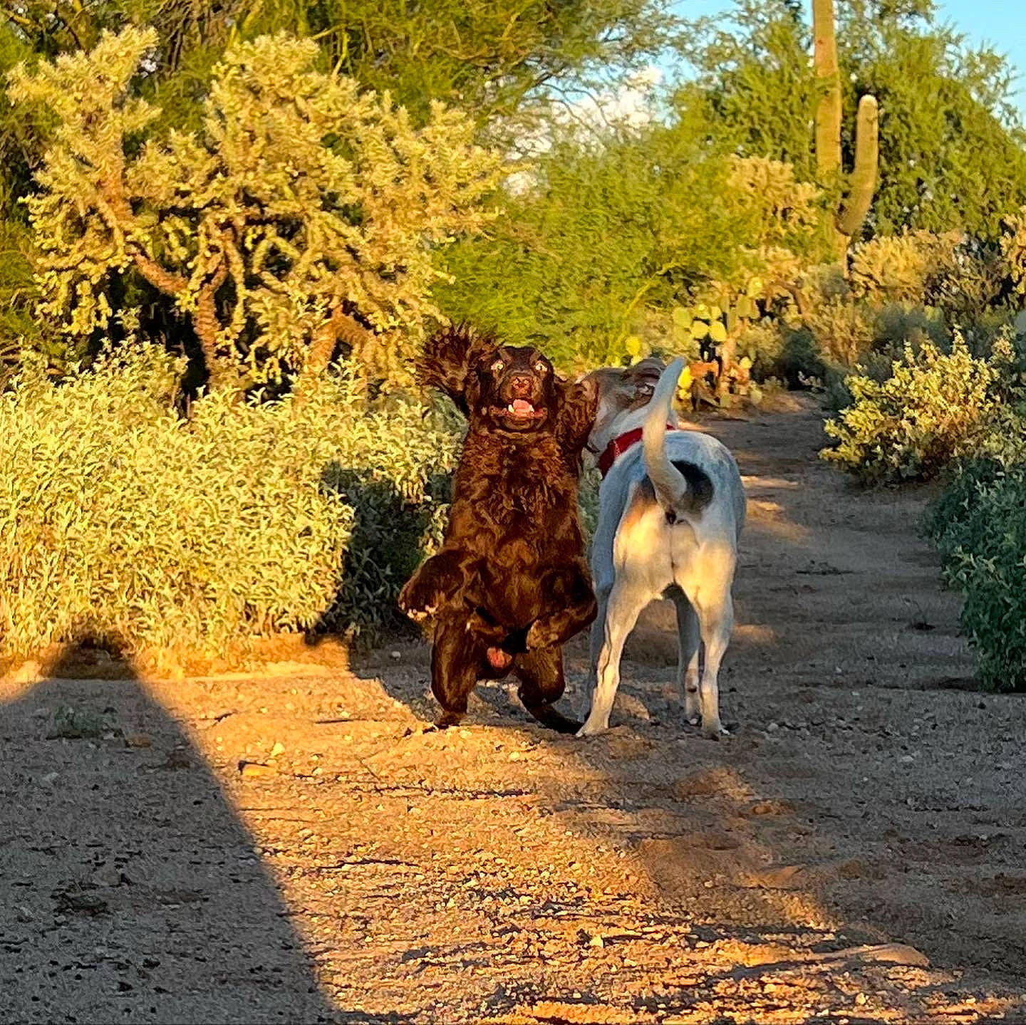 Freddie joined the competition — help win amazing prizes! carnivore, companion_dog, dog, dog_breed, fawn, grass, landscape, natural_landscape, people_in_nature, plant, road, road_surface, sky, soil, tail, tints_and_shades, tree, walking, wood, working_animal