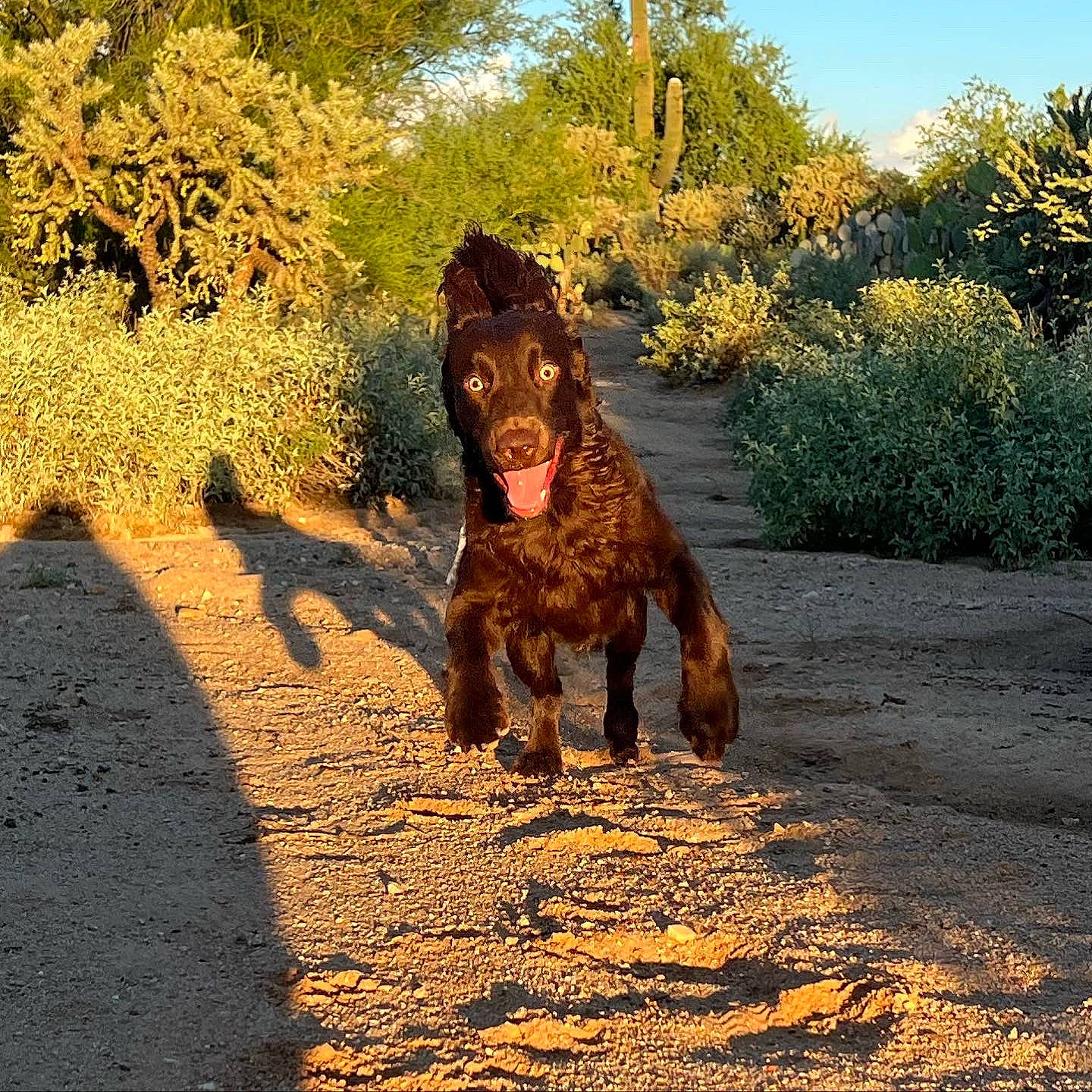 Freddie is registered to the contest to win money with this photo: canidae, carnivore, companion_dog, dog, dog_breed, fawn, gun_dog, landscape, liver, plant, sky, soil, spaniel, sporting_group, tints_and_shades, tree, vertebrate, water_dog, wildlife, working_animal