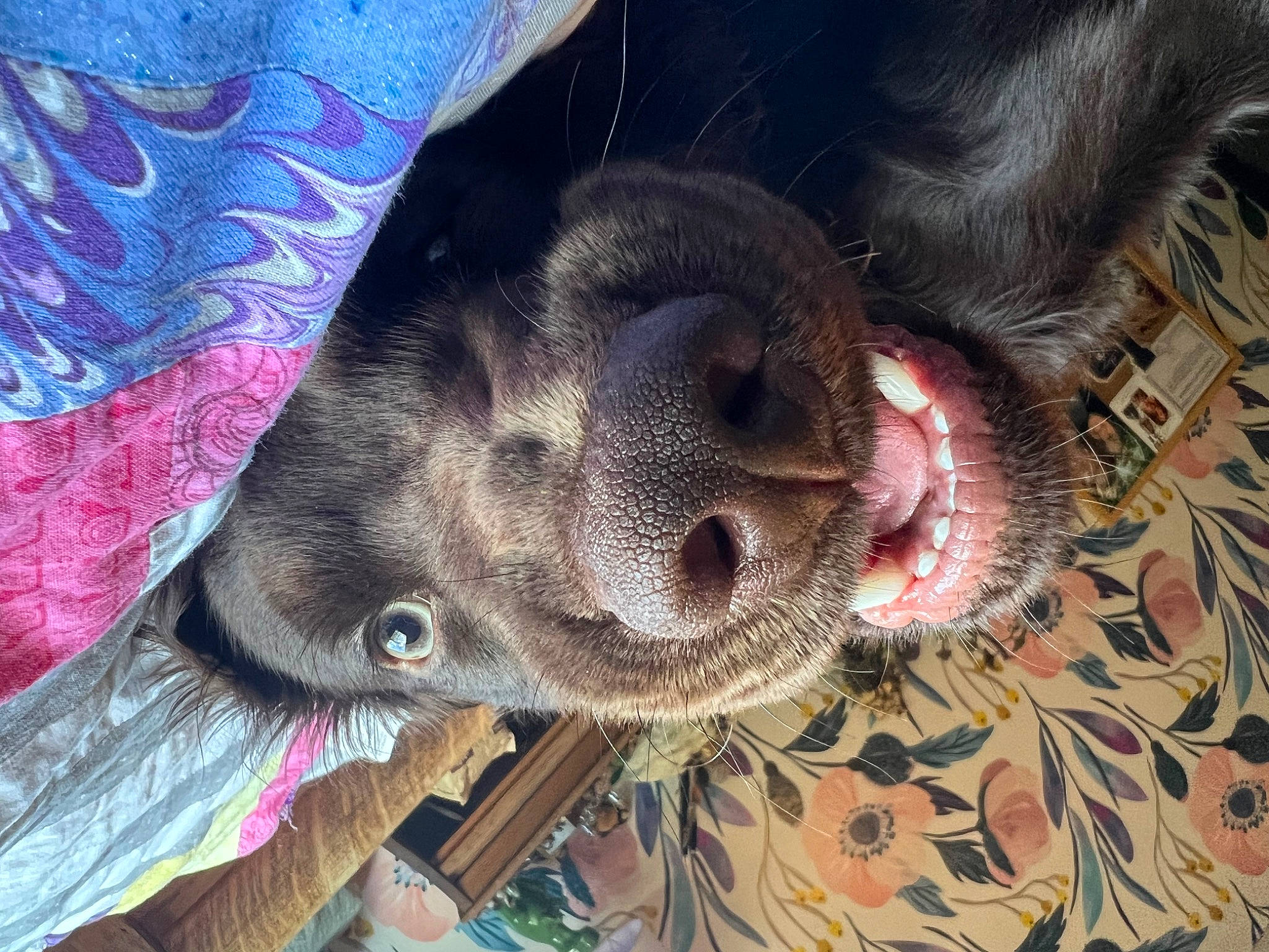 Freddie is registered to the contest to win money with this photo: canidae, carnivore, comfort, companion_dog, dog, dog_breed, ear, electric_blue, fawn, foot, fur, liver, non_sporting_group, paw, snout, sporting_group, terrestrial_animal, whiskers, working_animal