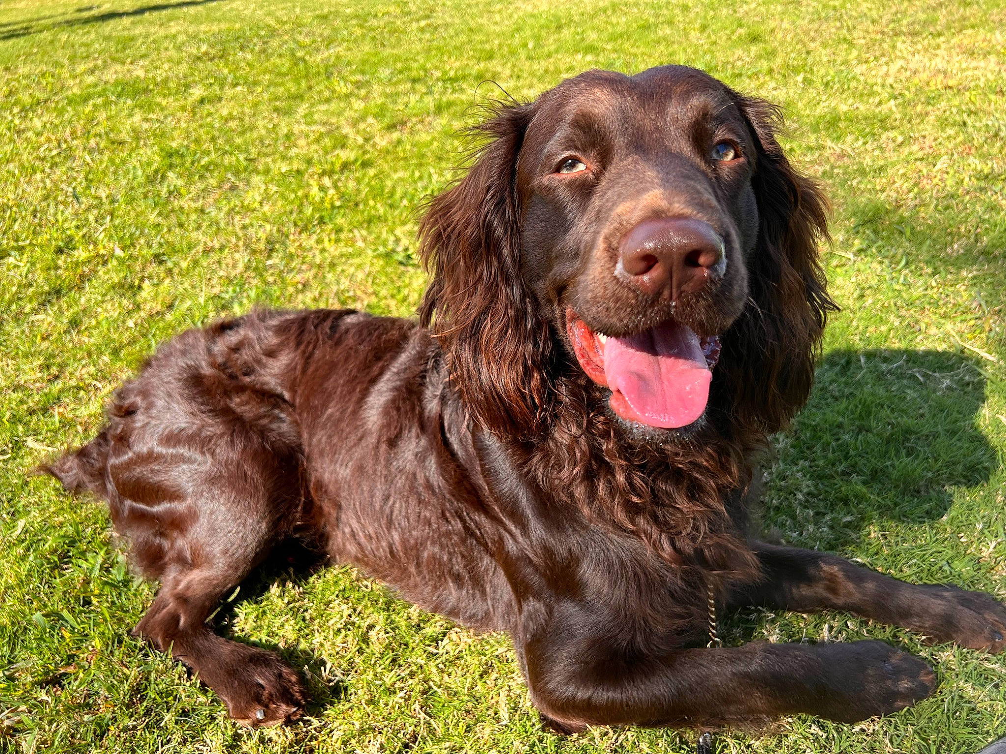 Freddie is registered to the contest to win money with this photo: borador, boykin_spaniel, canidae, carnivore, cocker_spaniel, companion_dog, dog, dog_breed, dog_collar, fur, grass, gun_dog, hunting_dog, liver, retriever, snout, spaniel, sporting_group, terrestrial_animal, working_animal