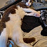 Chester is registered to the contest to win money with this photo: cat, gray_cat, white_cat, bicolor, pet, animal, lying_down, relaxed, sleepy, pink_paw_pads, toe_beans, whiskers, ears, eyes, fur, blanket, bed, textile, indoor, portrait