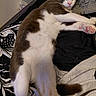 Chester joined the competition — help win amazing prizes! cat, gray_cat, white_cat, pet, animal, feline, sleeping, relaxed, lying_down, stretched_out, pink_paw_pads, toe_beans, whiskers, ears, indoor, bed, blanket, couch, cozy, portrait