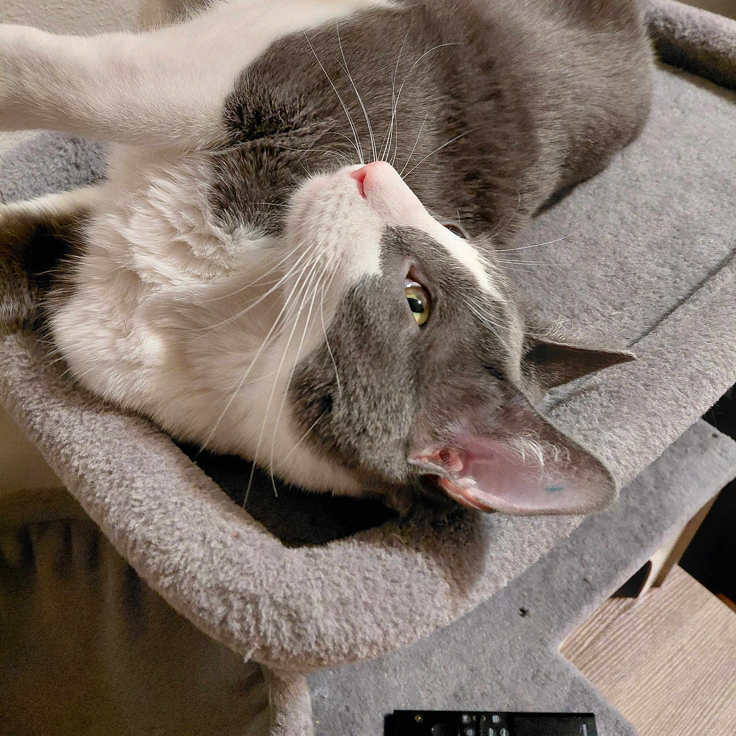 Chester is registered to the contest to win money with this photo: cat, gray_and_white, pet, feline, animal, whiskers, golden_eye, pink_nose, lying_down, upside_down, relaxed, indoor, cat_tree, scratching_post, soft_fabric, furniture, tv_remote, close_up, portrait, home