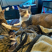 Chester is registered to the contest to win money with this photo: cat, cats, tabby_cat, gray_cat, white_cat, pet, animal, feline, bed, blanket, bedroom, indoor, home, television, gaming_setup, electronics, cables, lounging, portrait, cozy