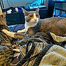 cat, cats, tabby_cat, gray_cat, white_cat, pet, animal, feline, bed, blanket, bedroom, indoor, home, television, gaming_setup, electronics, cables, lounging, portrait, cozy