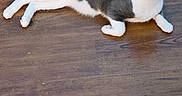 Chester is registered to the contest to win money with this photo: cat, tuxedo_cat, pet, animal, lying_down, sprawled, wooden_floor, indoors, black_and_white, white_fur, black_fur, yellow_eyes, blue_eyes, ears, whiskers, tail, paws, relaxed, portrait, floor
