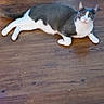 cat, tuxedo_cat, pet, animal, lying_down, sprawled, wooden_floor, indoors, black_and_white, white_fur, black_fur, yellow_eyes, blue_eyes, ears, whiskers, tail, paws, relaxed, portrait, floor