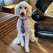 Otis joined the competition — help win amazing prizes! dog, white_dog, poodle, curly_fur, pet, tie, emoji_tie, sitting, portrait, indoors, living_room, leather_chair, brick_fireplace, wooden_floor, furniture, couch, window, curtains, sunlight, home_decor