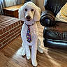 dog, white_dog, poodle, curly_fur, pet, tie, emoji_tie, sitting, portrait, indoors, living_room, leather_chair, brick_fireplace, wooden_floor, furniture, couch, window, curtains, sunlight, home_decor