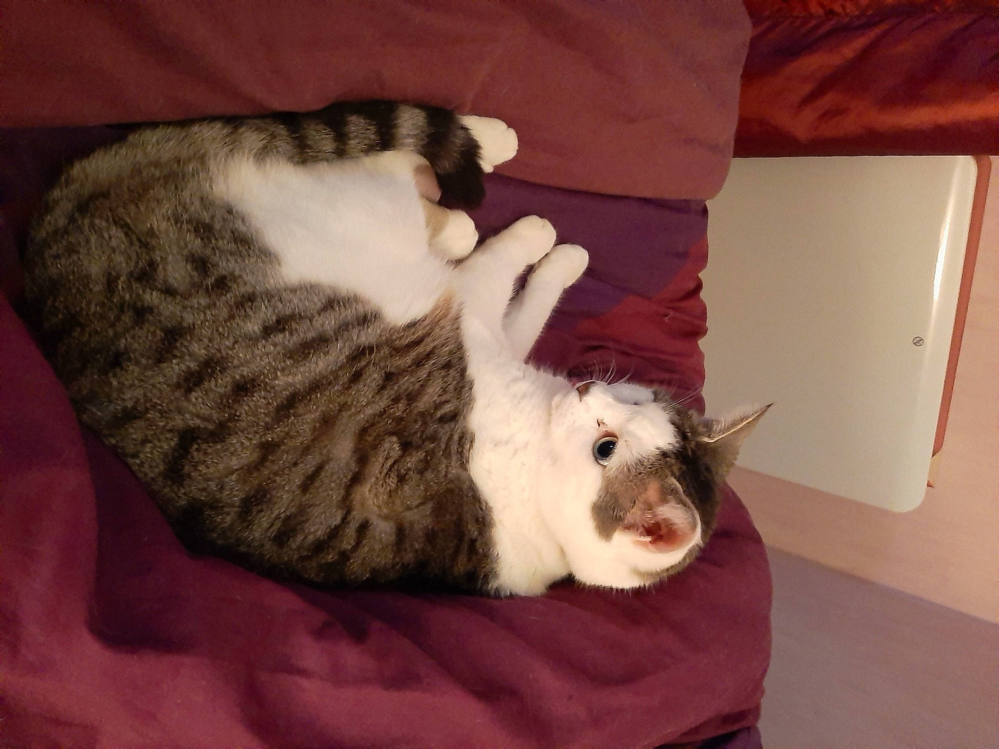 Minouche a rejoint le concours — aidez-le/la à gagner de superbes lots ! carnivore, cat, domestic_rabbit, ear, european_shorthair, felidae, fur, rabbit, rabbits_and_hares, small_to_medium_sized_cats, tail, whiskers