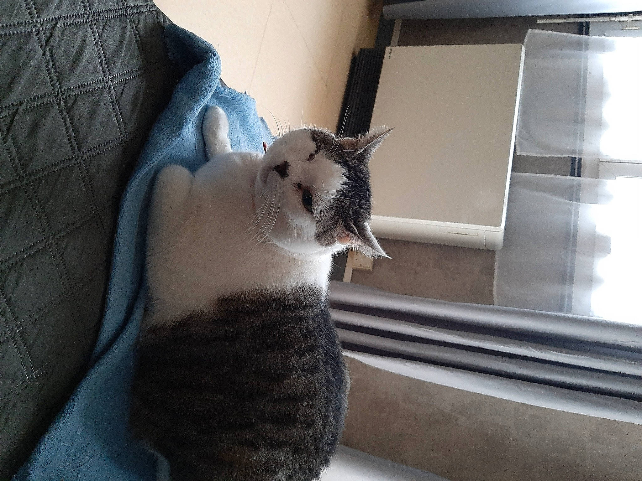 Minouche a rejoint le concours — aidez-le/la à gagner de superbes lots ! animal_shelter, cage, carnivore, cat, comfort, domestic_short_haired_cat, door, felidae, flooring, fur, grey, paw, room, small_to_medium_sized_cats, snout, tail, whiskers, window, window_covering, wood