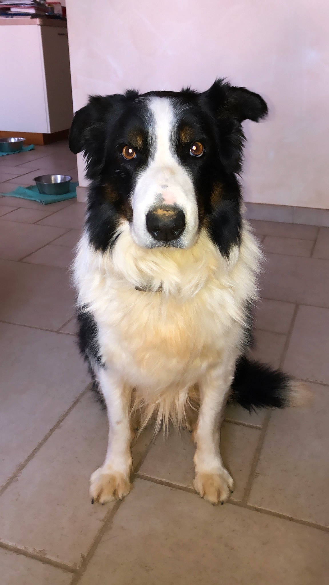 Billy a rejoint le concours — aidez-le/la à gagner de superbes lots ! aidi, australian_collie, australian_shepherd, border_collie, canidae, carnivore, companion_dog, dog, dog_breed, english_shepherd, herding_dog, karakachan_dog, mammal, rare_breed_dog, snout, sporting_group, stabyhoun, vertebrate, welsh_sheepdog, working_dog