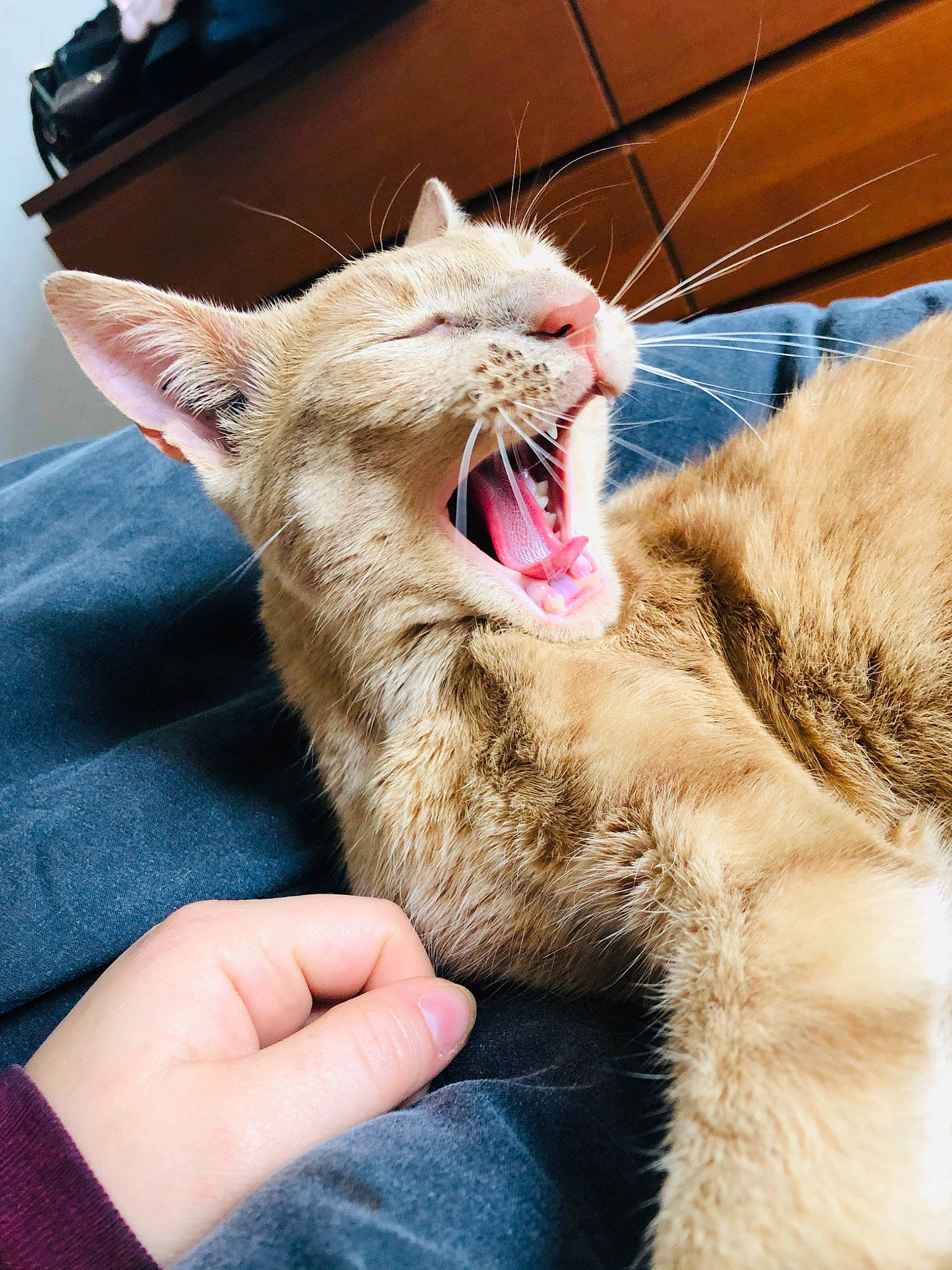 Billy participe au concours pour gagner de l'argent avec cette photo : carnivore, cat, claw, ear, european_shorthair, facial_expression, fang, felidae, fur, jaw, mouth, nose, organ, small_to_medium_sized_cats, snout, tabby_cat, tongue, tooth, whiskers, yawn
